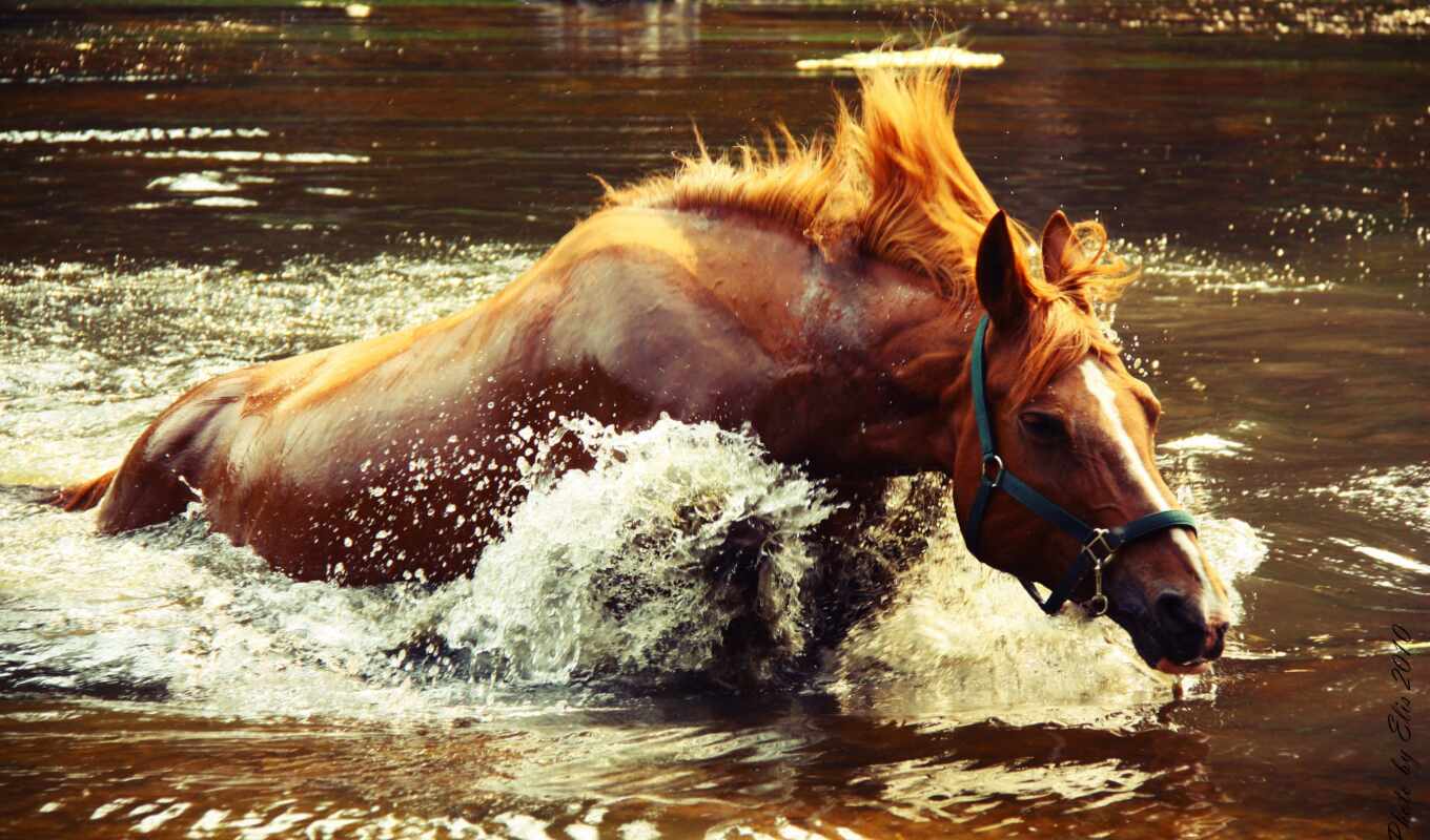 ipad, лошадь, water, мини, animal