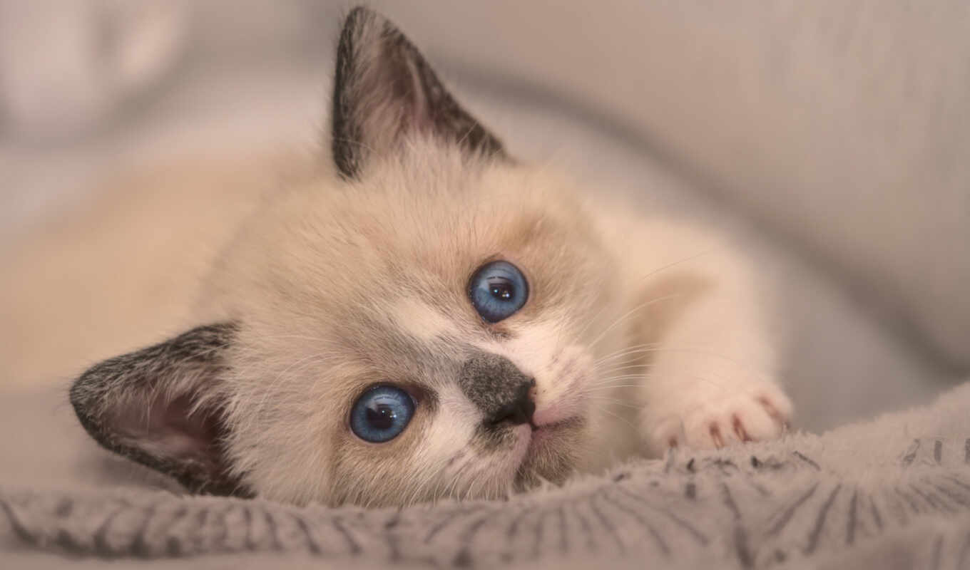 blue, взгляд, глаз, pinterest, tapety