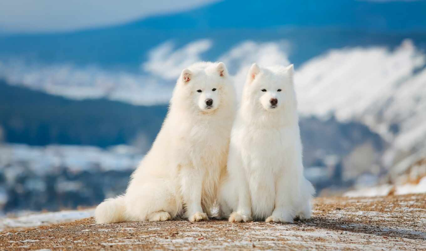 white, dog, samoyed, because