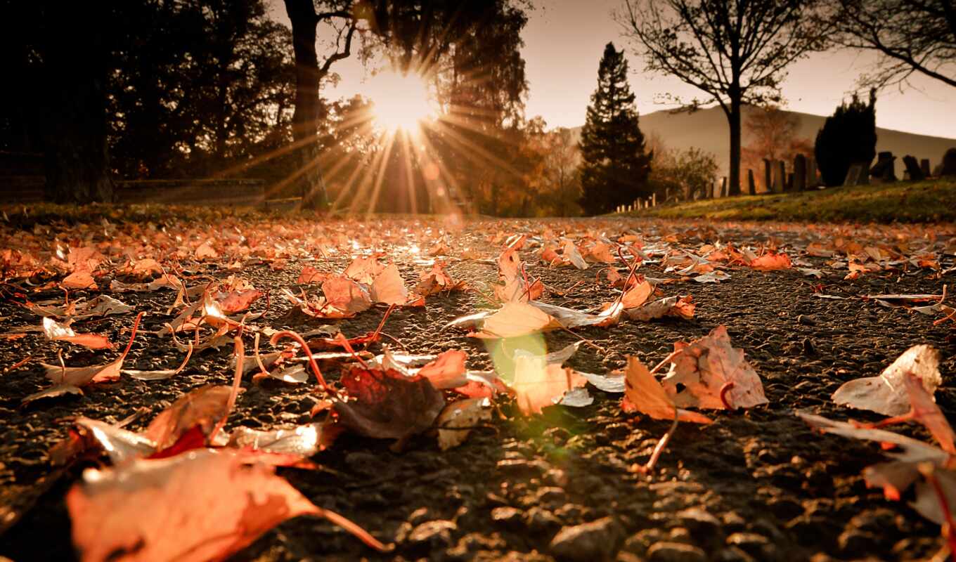 sun, свет, макро, дорога, one, осень, украсят, листва, осенние, rays