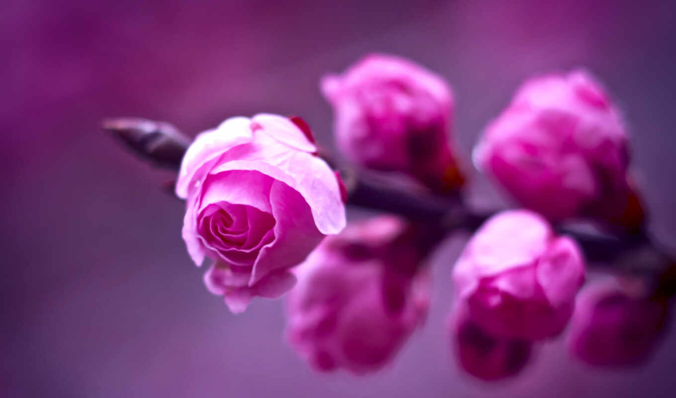 macro, purple, roses, pink, branch, blurring