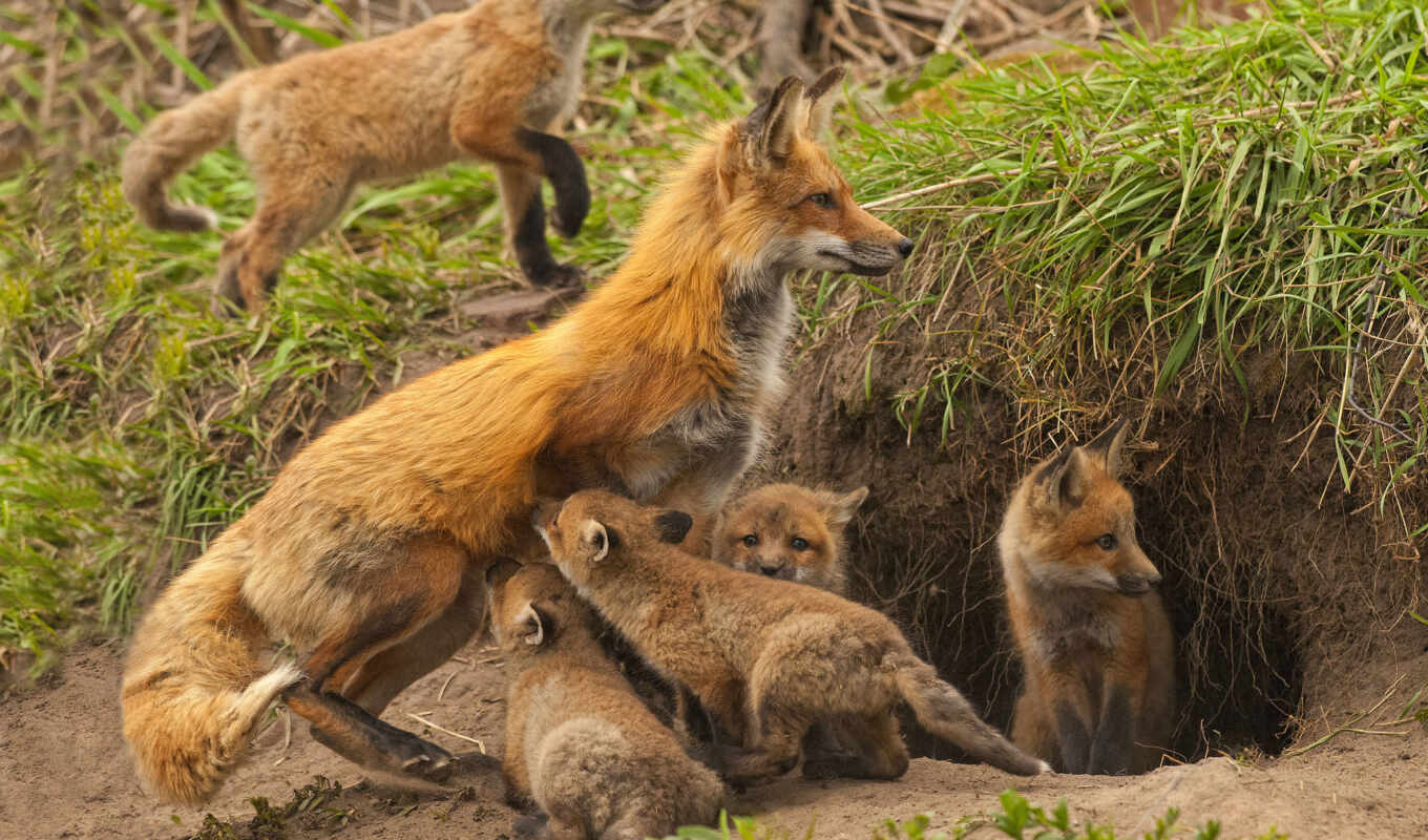 fox, foxes, young, hole, motherhood, lipstick, babies