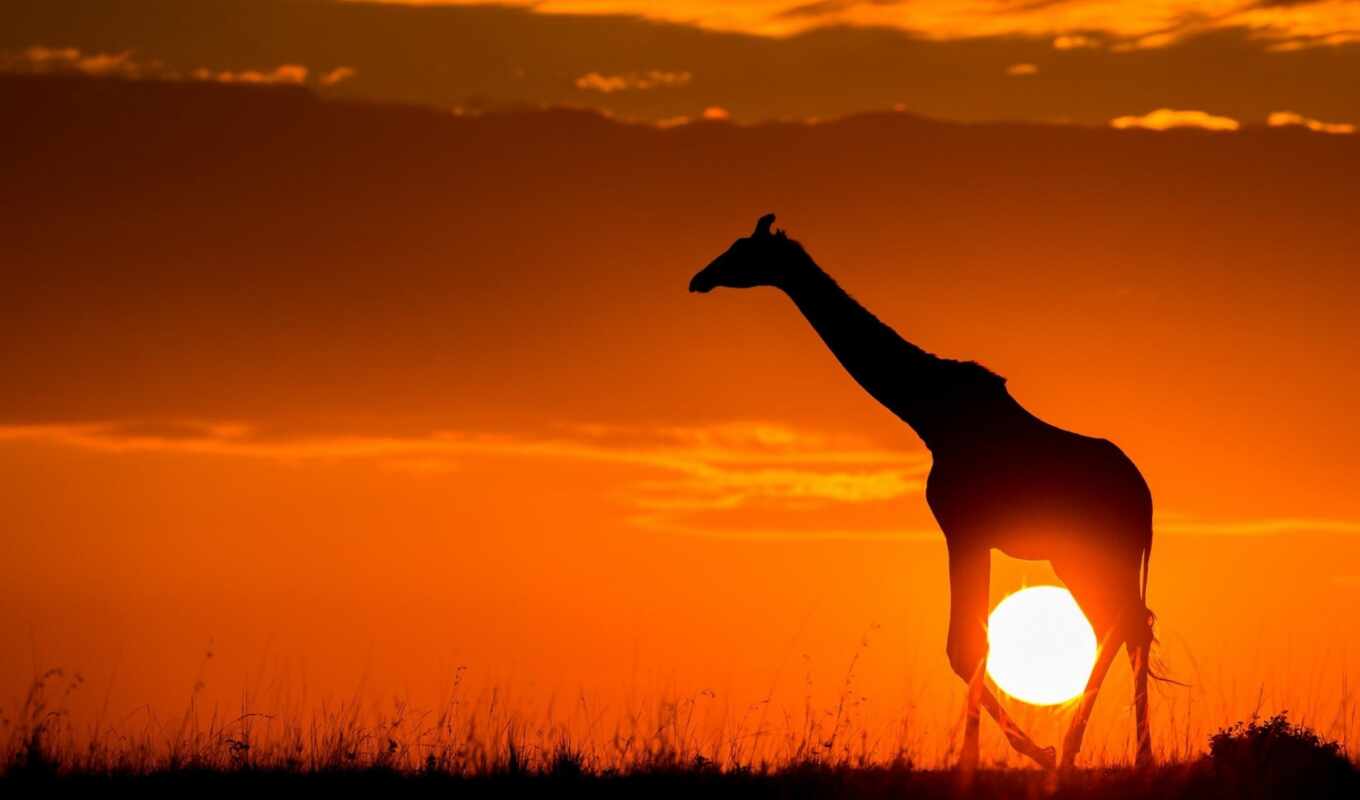 природа, sun, закат, красивые, саванна, африка, жираф