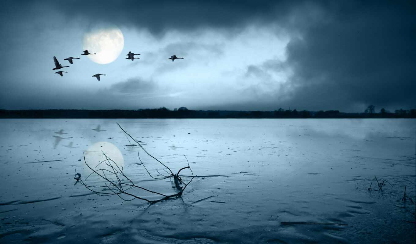 moon, branch, sadness, sad, birds