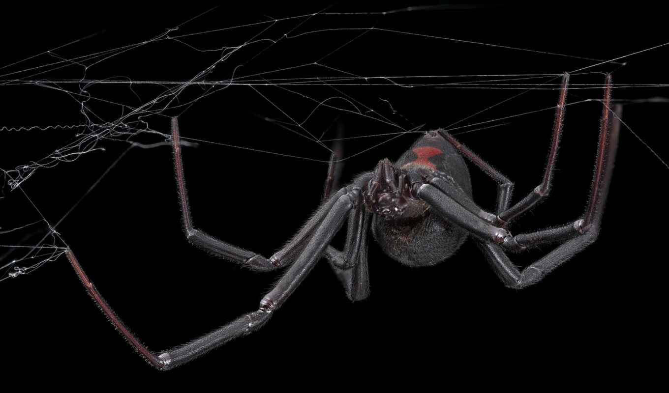 black, mac, web, планшетный, паук, pantalla, fondo, вдова, tarantula, mygale