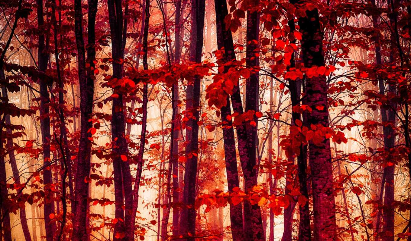nature, red, tree, autumn, fond, screen, nature, forest, fore, rbole