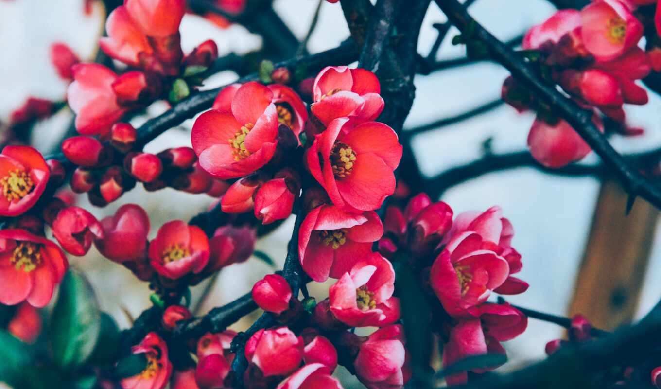 flowers, red, tree, petals, pink, branch