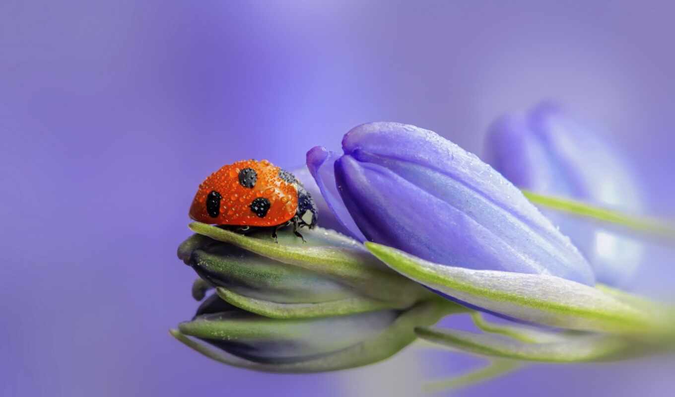 blue, flower, greenery, ladybug