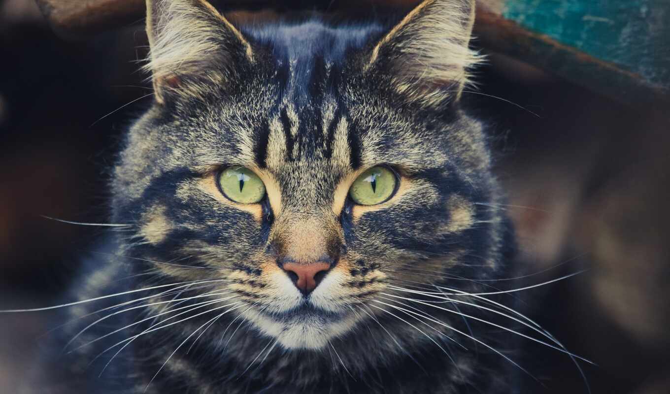 view, red, green, cat, sofa, brown, collar, row, lie, permission, tabby