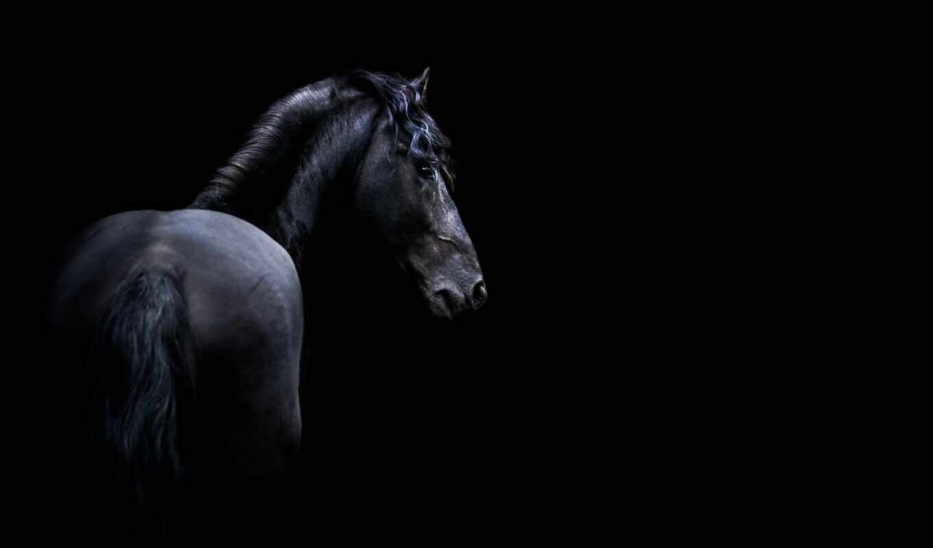black, game, background, horse, portrait, see, animal, dark, beautiful