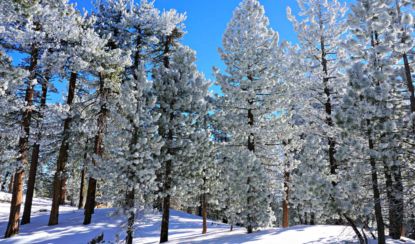 nature, tree, snow, winter, forest, tapety, pine trees, universal, tsniežone