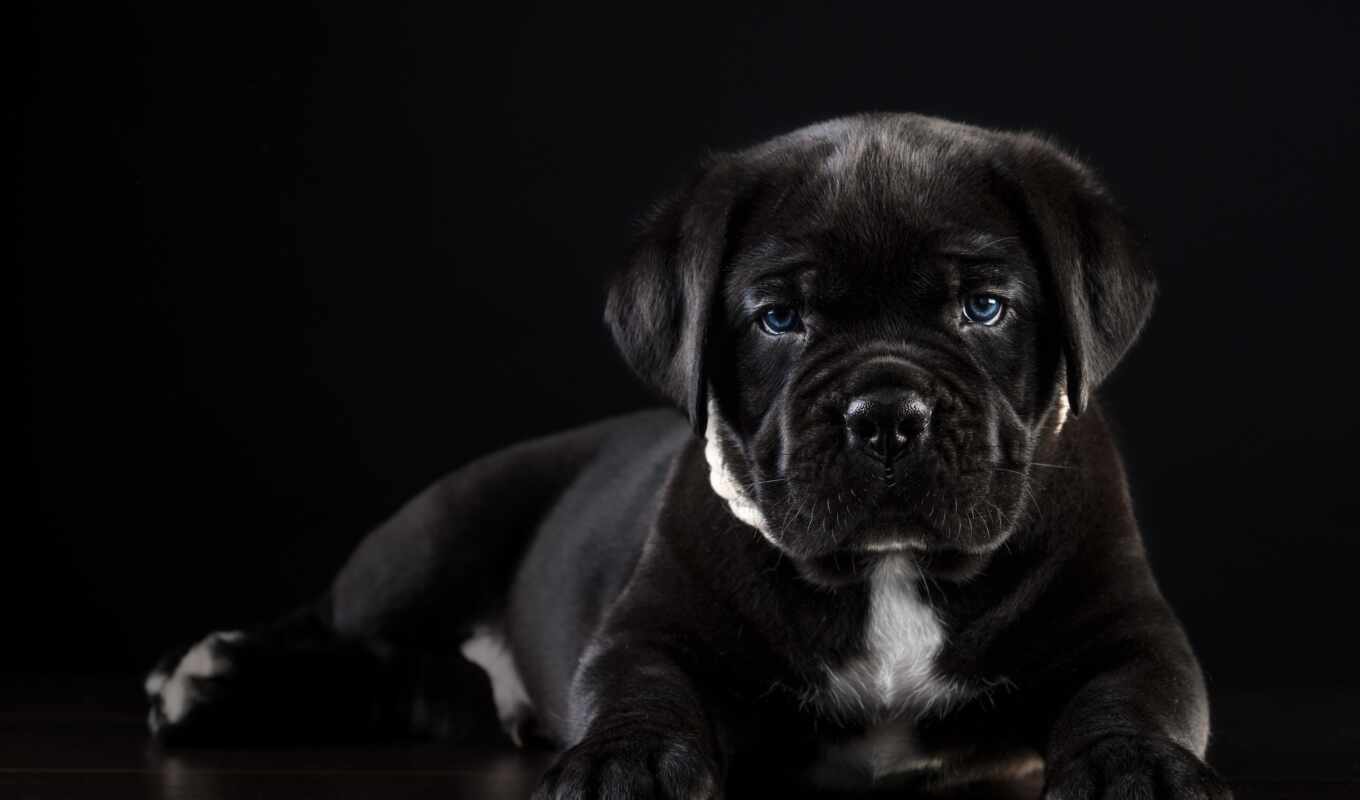 black, черная, собака, щенок, animal, tapety, cane, corso, kan, psy, niebieskie