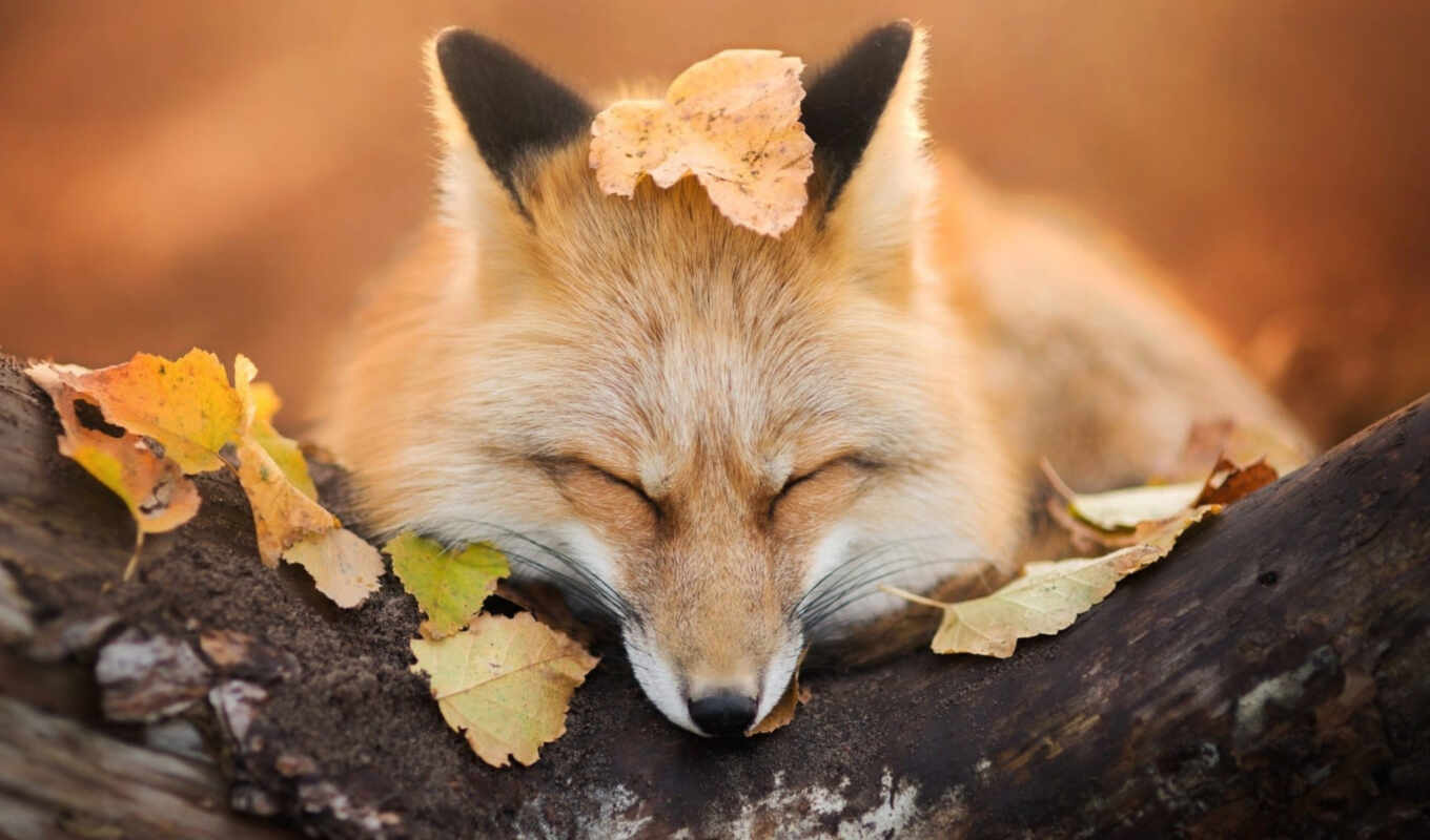 sheet, cute, fox, animal, pretty, lid, sweetheart