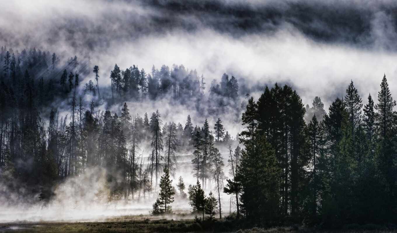 лес, name, baby, туман, foggy, sidney, mean, unisex