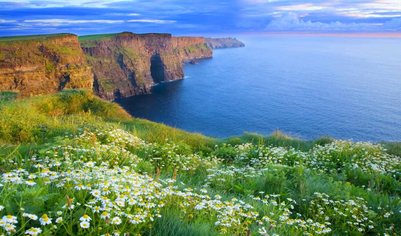 природа, summer, ирландский, красивый, daisy, ireland, cliff, вырасти, мохер, clare