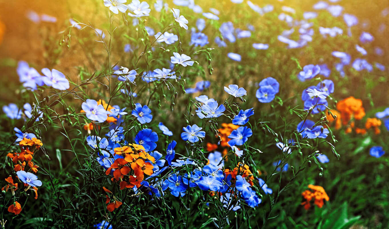 цветы, поле, lugovoi