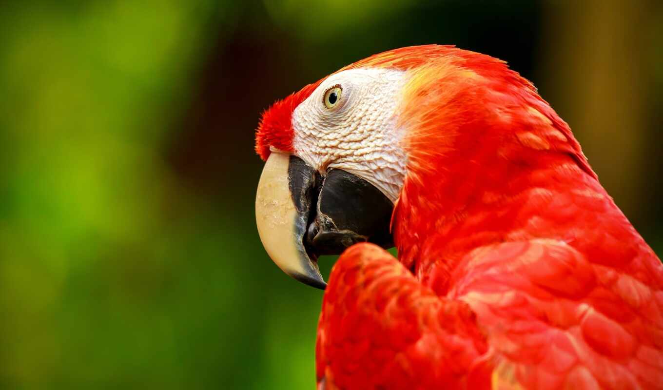 macaw, scare