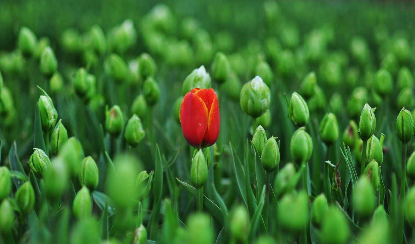 red, тюльпан, primavera