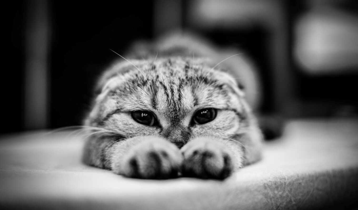 пол, кот, укладка, couch, лапы, покрытый арафатом
