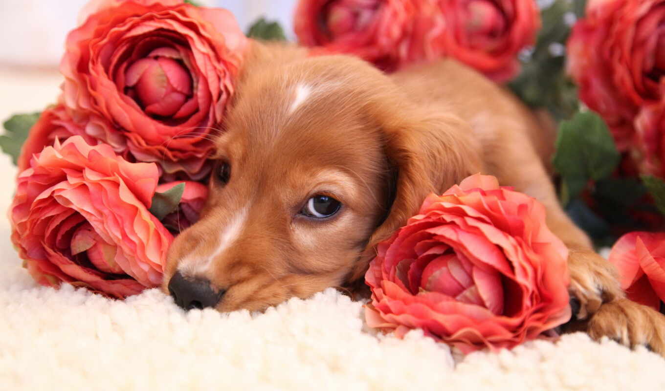 love, собака, flowers, собаки, animals, wild, animal, cvety