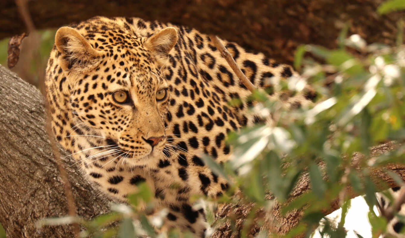 cat, tags, leopard, Africa, african