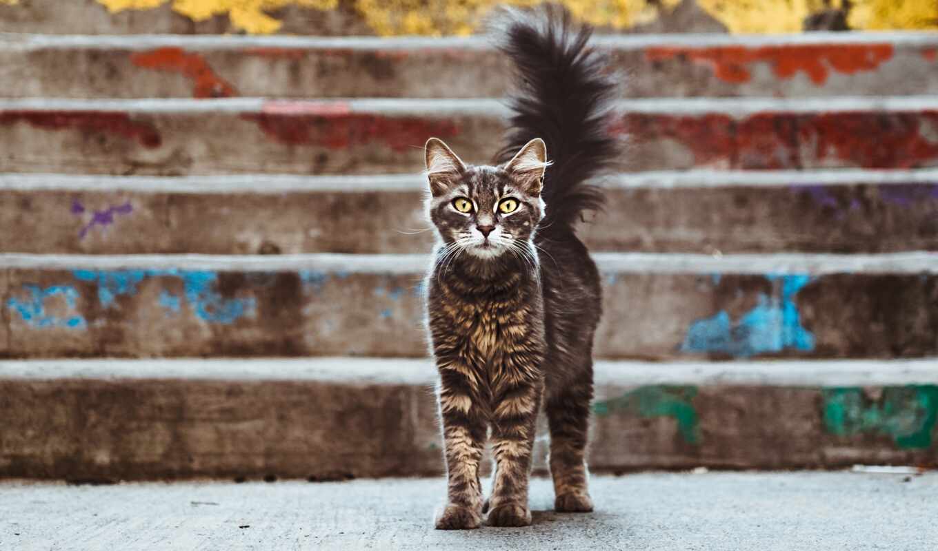 кот, see, интересно, твой, animal, tail, ли, news, article