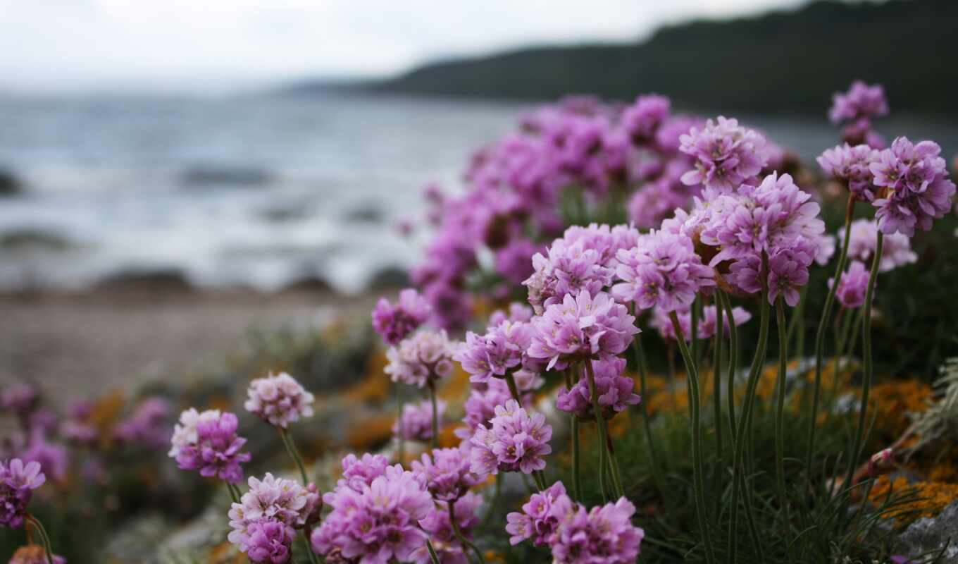 цветы, розовый, природа, makryi, красивый, растение, весна, purple, яркий, побережье