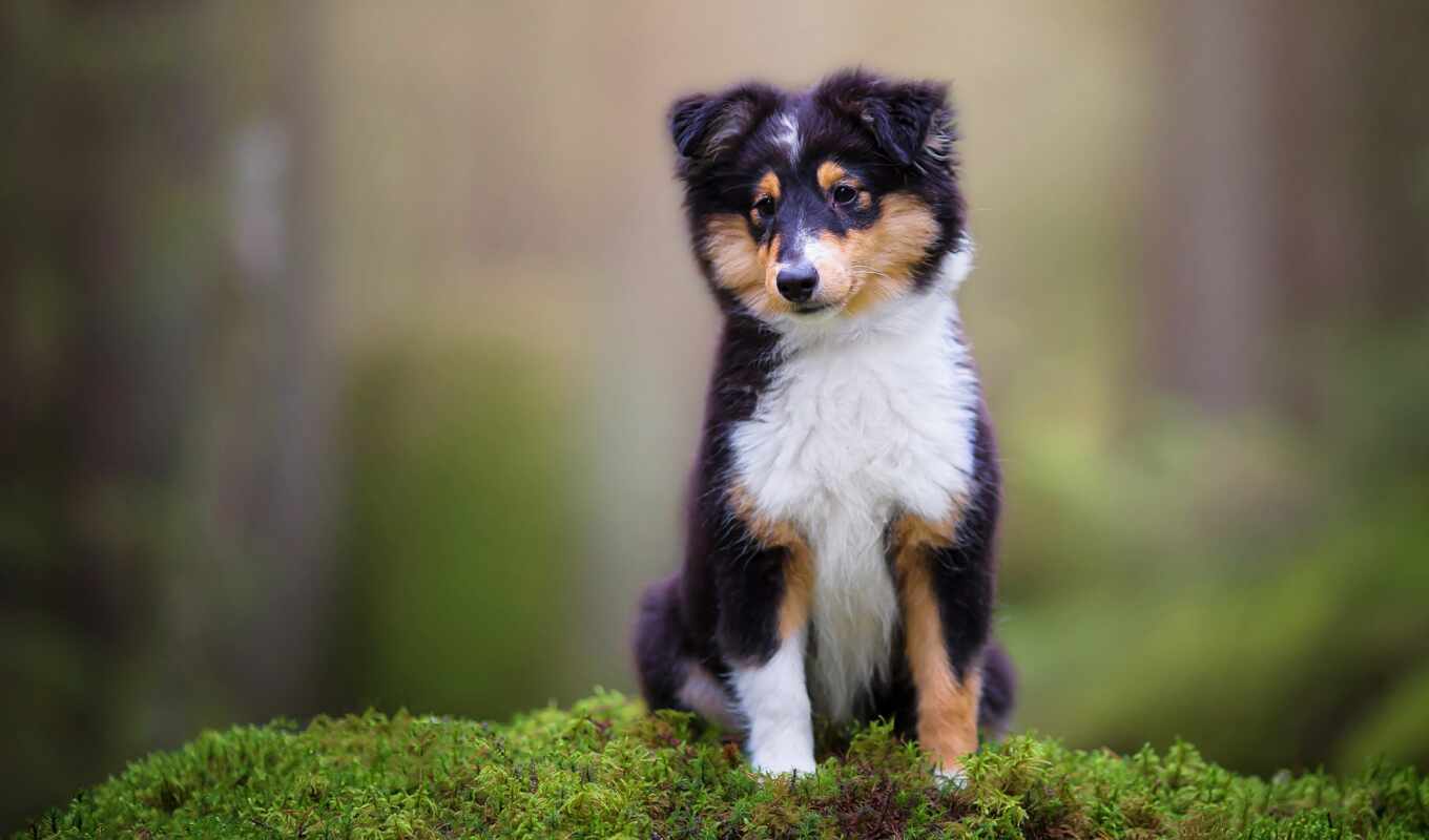 dog, puppy, breed, screen, moss, lindo, collie, perrito, awesome, shetland, sheltie