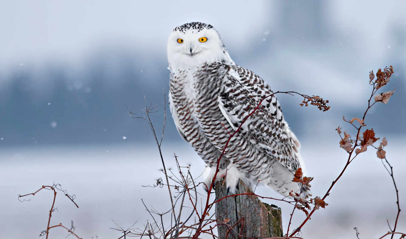 may, new, owl, animal, cover, york, snowy, climate, century, spot