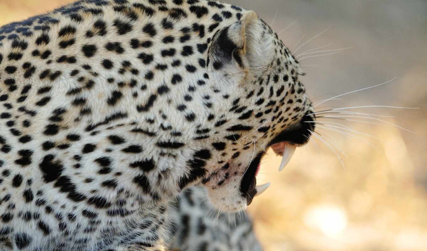 кот, леопард, хищник, wild, морда, пасть, ухмылка, jaguar, fang, spot
