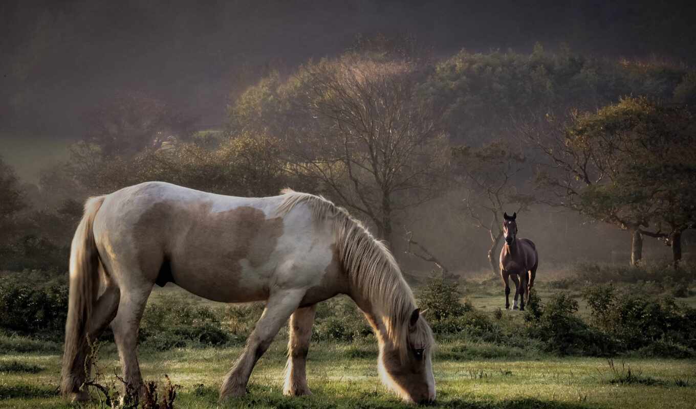 лошадь, трава, прогулка, animal, утро