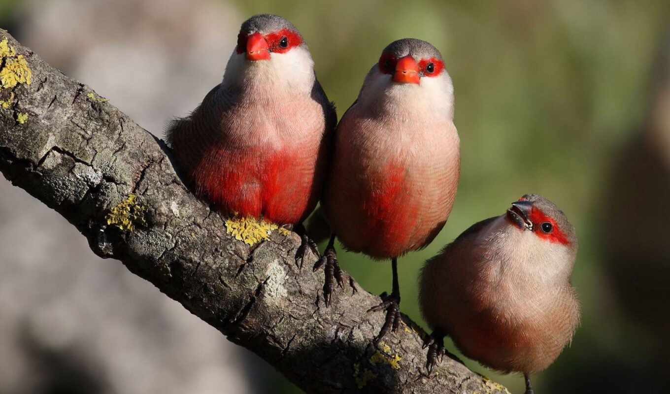 three, bird, branch, bird