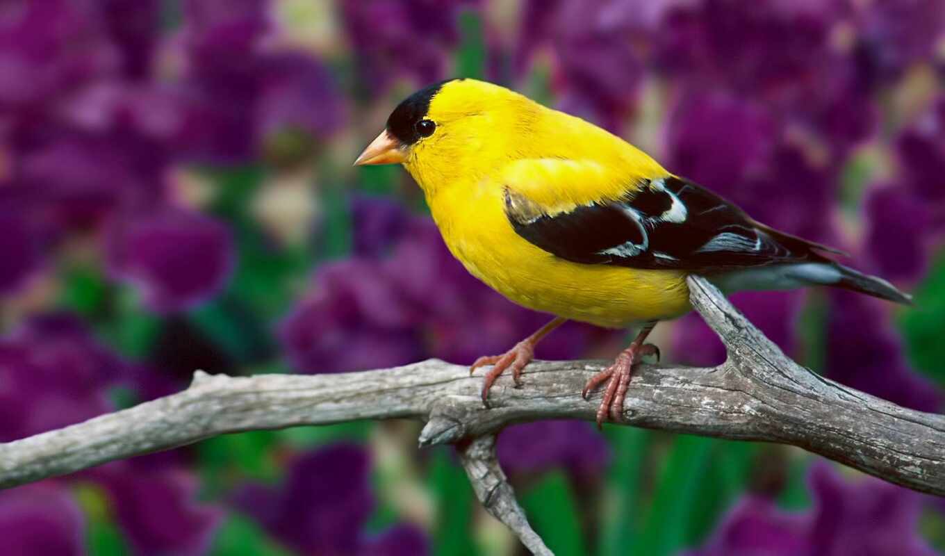 flowers, mobile, tablet, nice, bird, american, branch, animal, goldfinch, yellow, explore