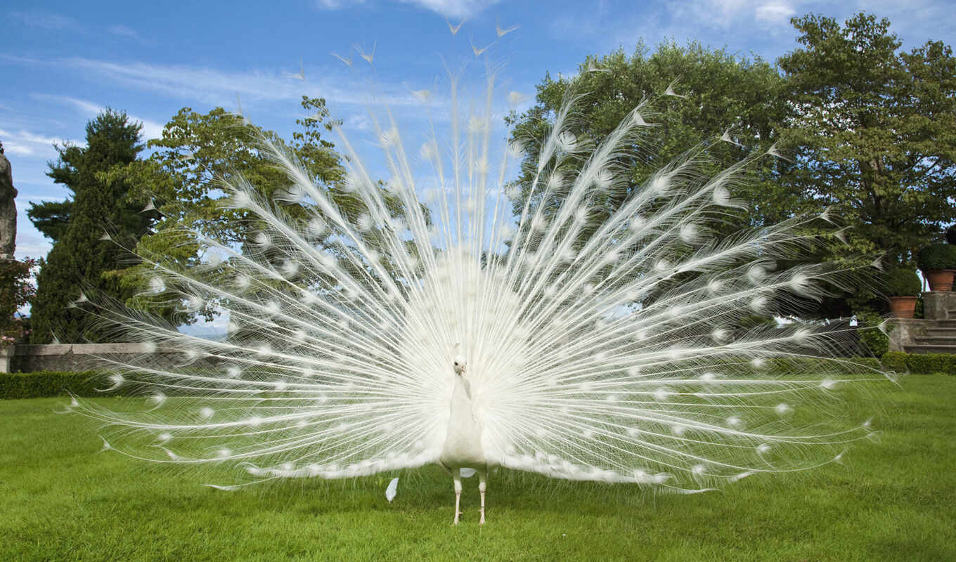 white, peacock, peacock, mrwallpaper