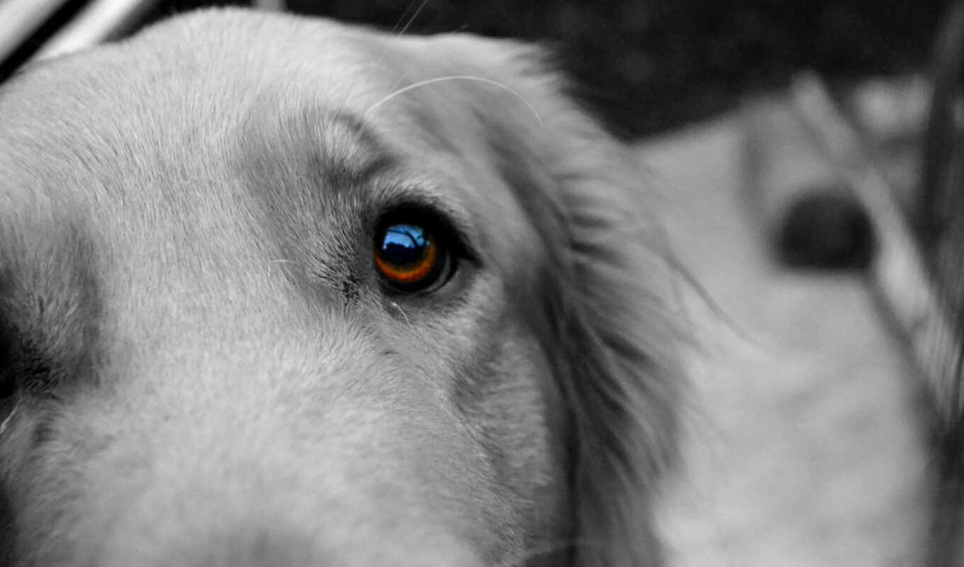 eye, dog, poster