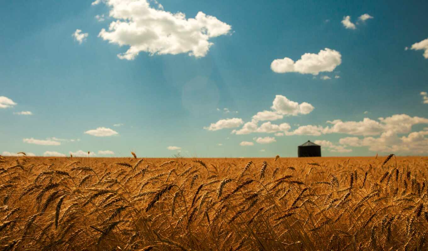 nature, sky, summer, field, spikelets, wheat, cloud