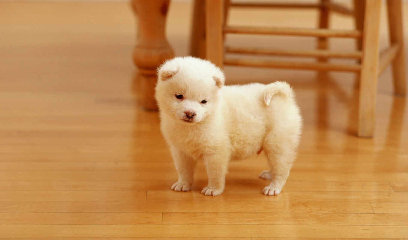 white, puppy, pupils, pinterest, fluffy, healthy, laminate flooring, akita