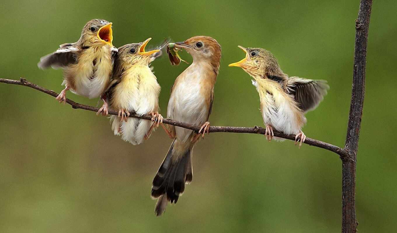 photo, bird, screen, pet, ave, alimentan