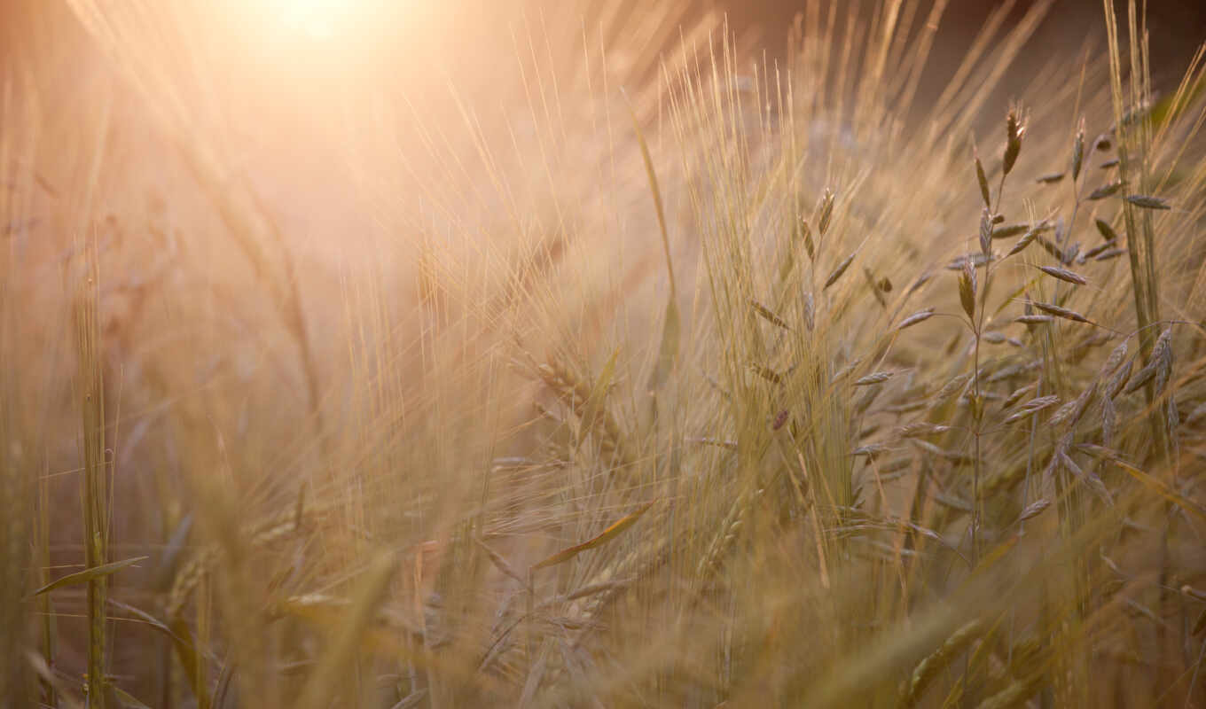 light, field, screen, fond, on, seed, wheat, barley, UK