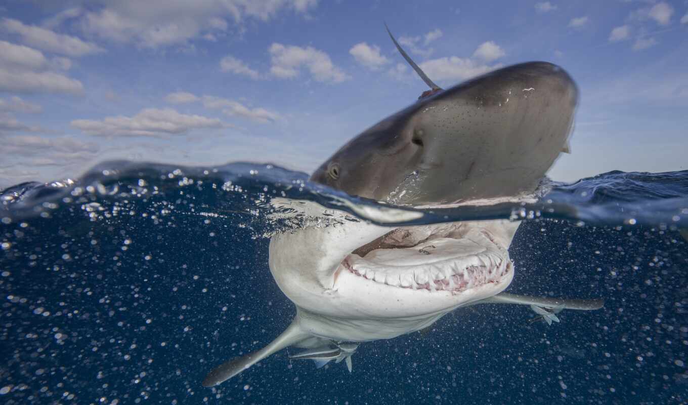 white, акула