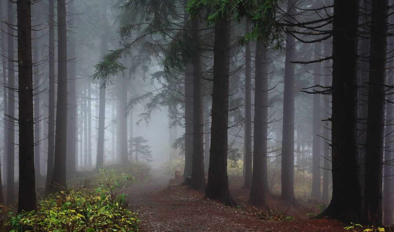есть, дерево, лес, туман, fore