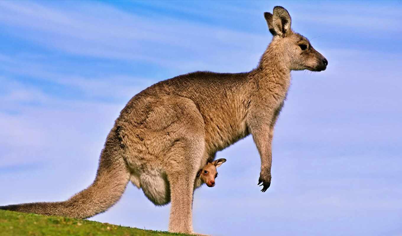 mobile, фон, австралия, животные, планшетный, animal, baby, kangaroo, explore, joey