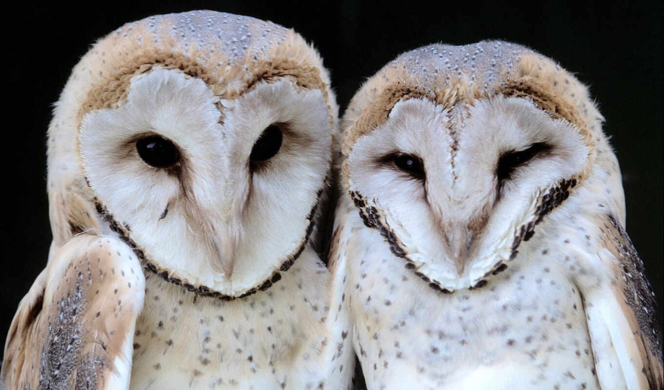 owl, of the, kinds, birds