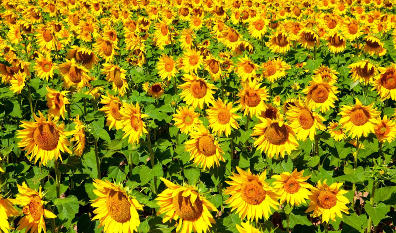 nature, flowers, summer, sun, sunflower, sunflowers