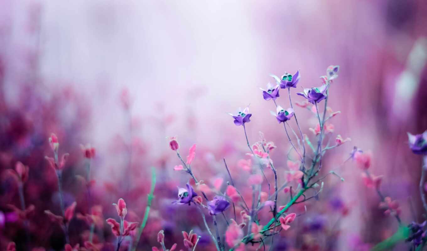 природа, цветы, purple, flowers, полевые, дикие цветы, загружено, jacqueline, кем, просить, метки