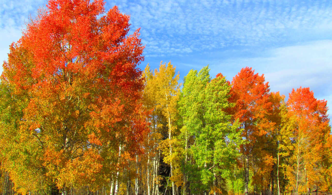 природа, изображение, календарь, осень, краски, trees, forests, береза