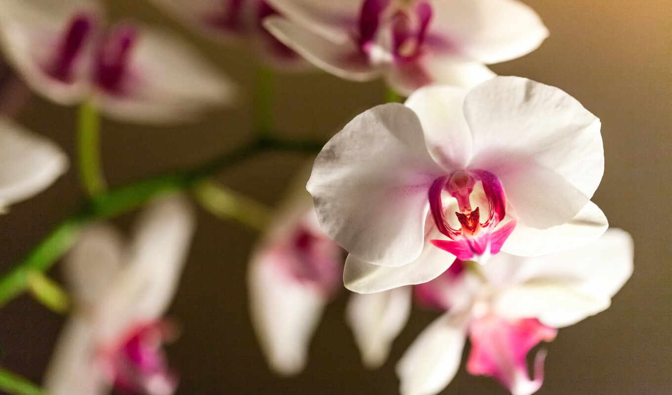 белые, цветки, орхидея, орхидеи, бутоны