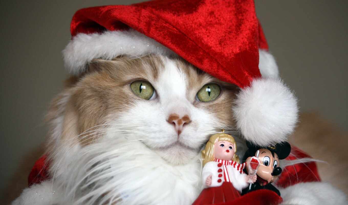 новый год, кот, шапка, два, котенок, animal, дед, иней, christmas
