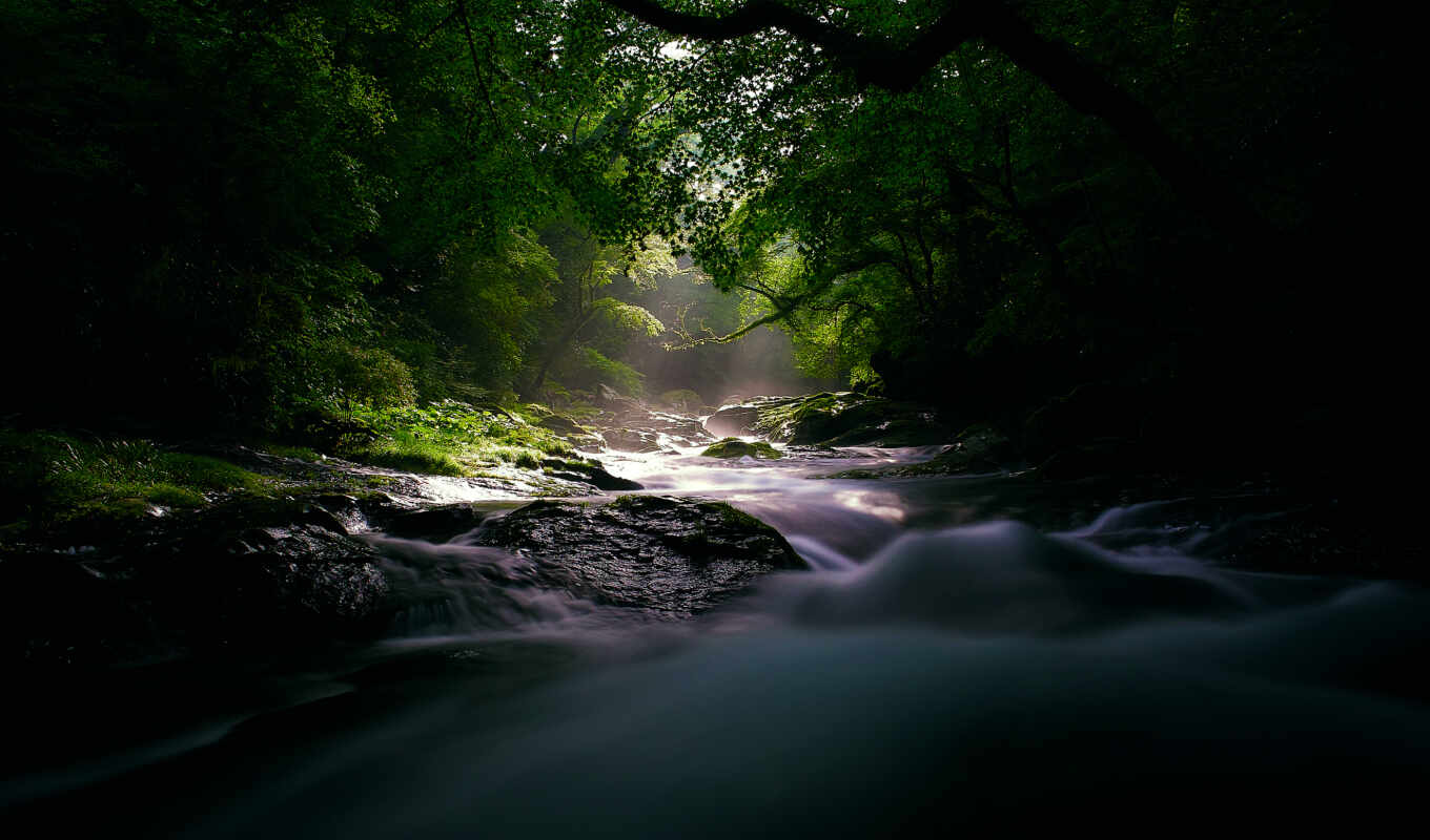 nature, light, forest, river, darkness
