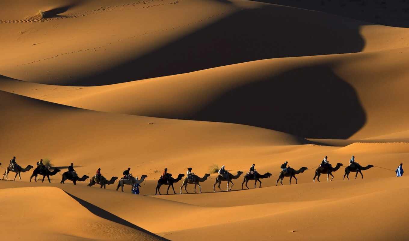 песок, пустыня, сахар, camel
